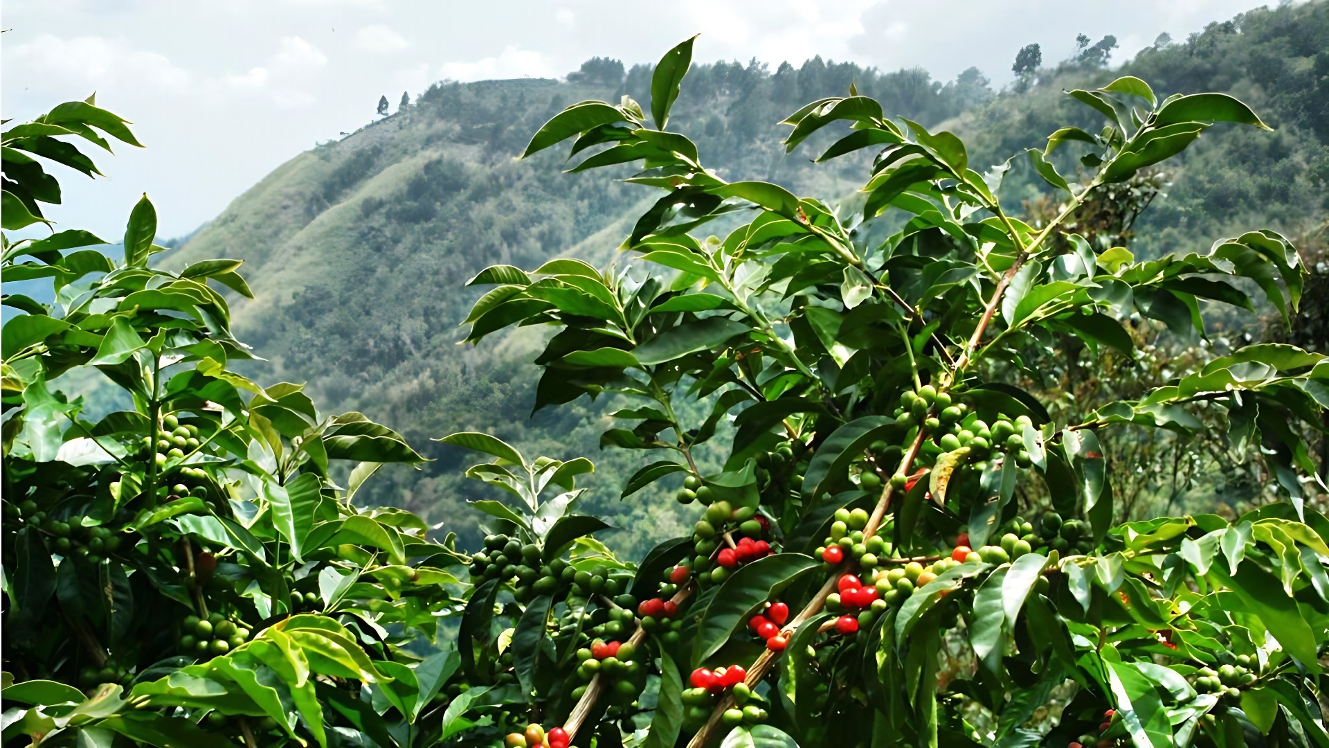 Cà phê Robusta
