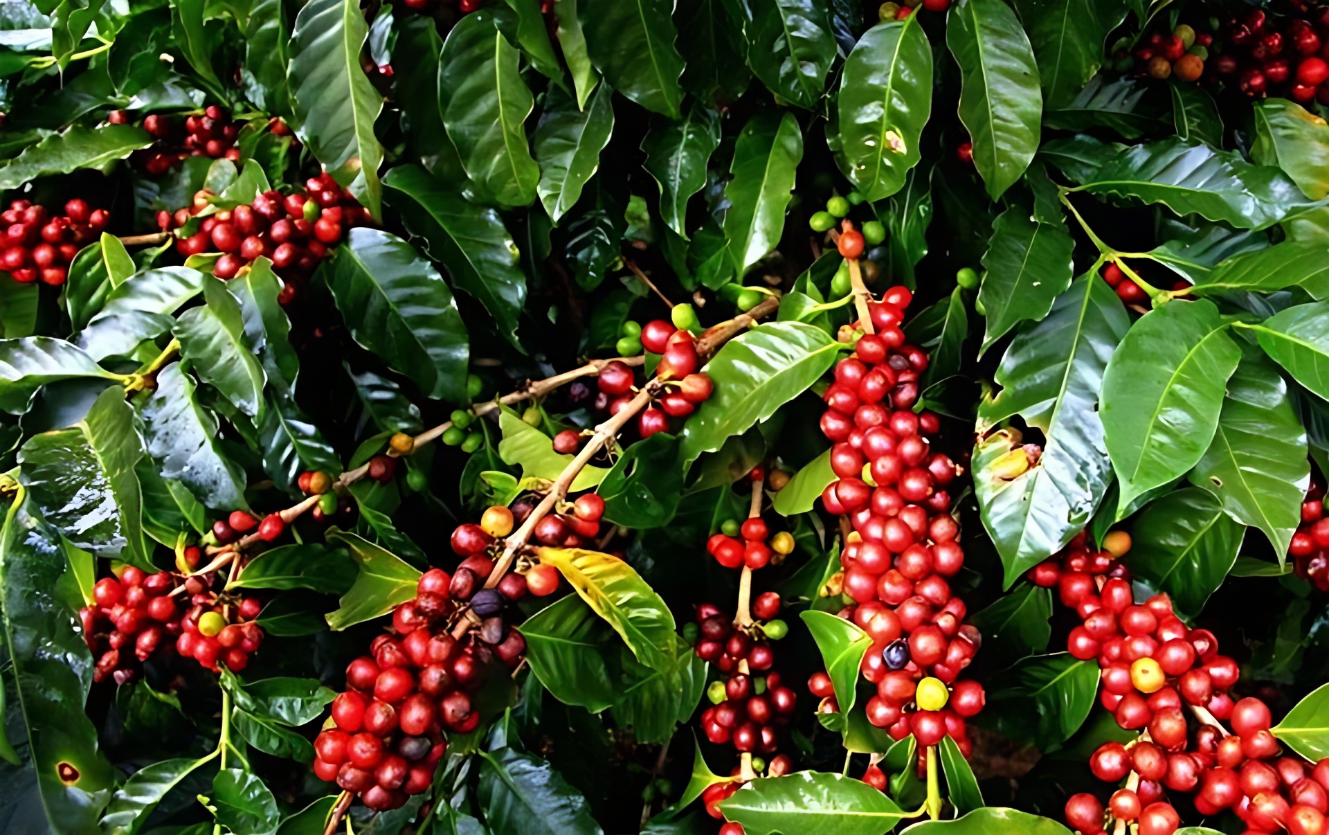 Cà phê Robusta