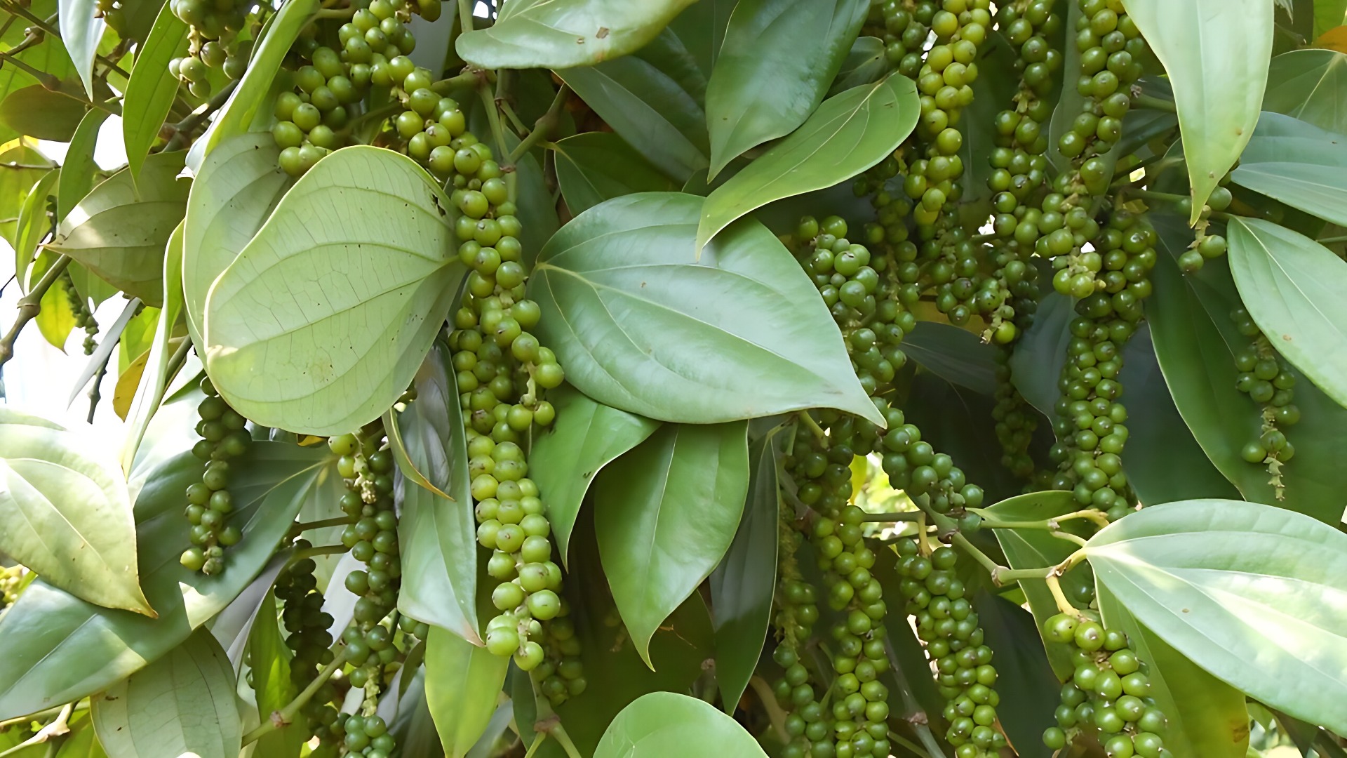 Hồ tiêu đen nguyên hạt