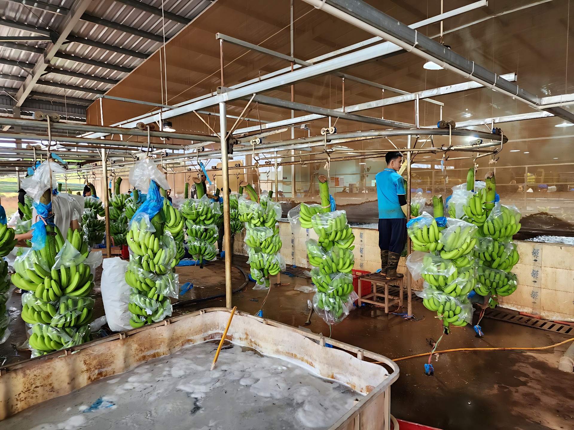 Chuối Cavendish