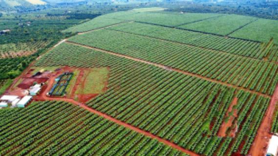 Việt Nam trở thành nước xuất khẩu chuối lớn nhất sang thị trường Trung Quốc