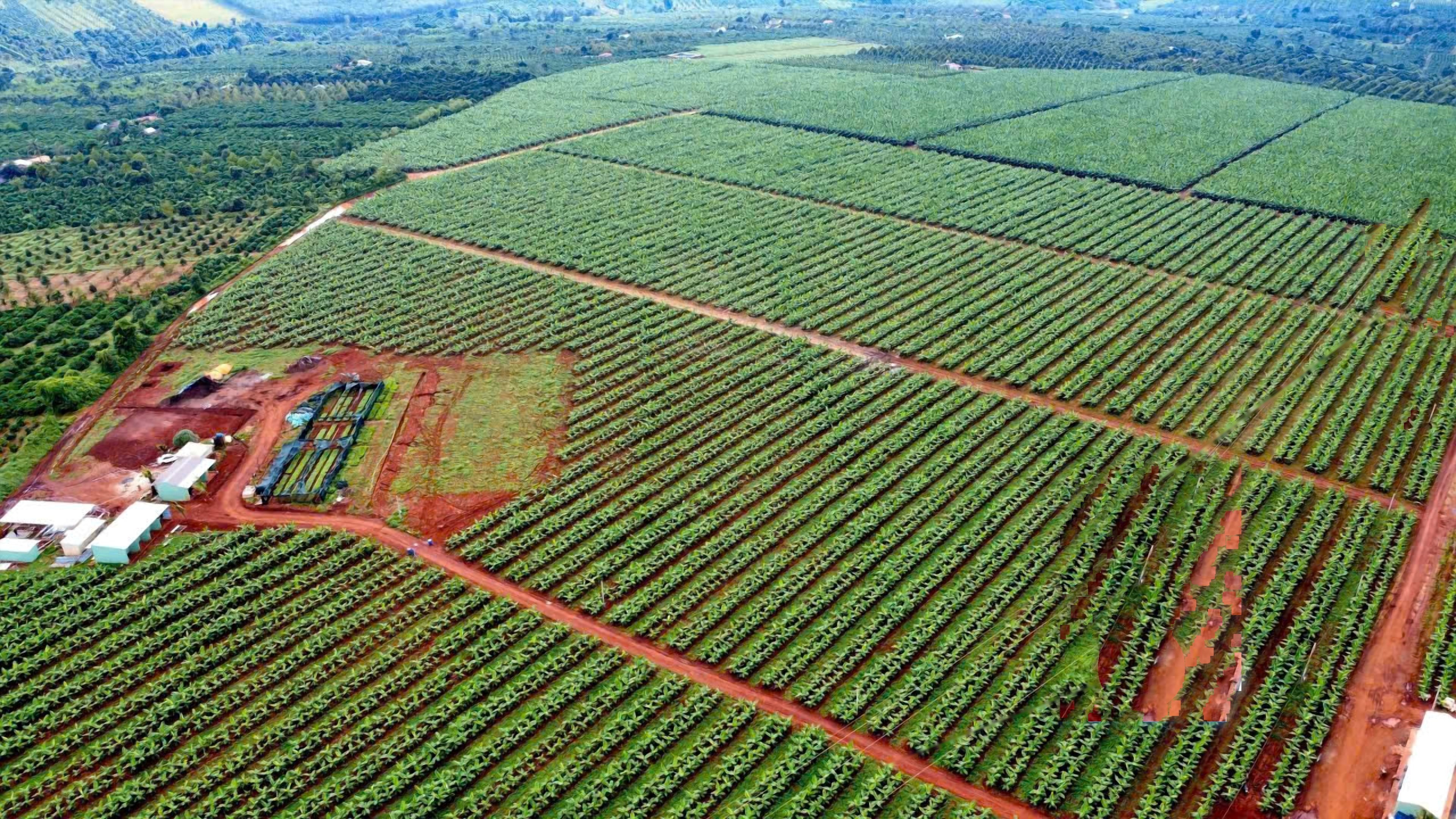 Việt Nam trở thành nước xuất khẩu chuối lớn nhất sang thị trường Trung Quốc