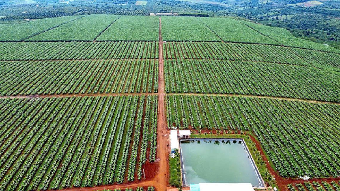 Toàn cảnh vùng trồng chuối 2