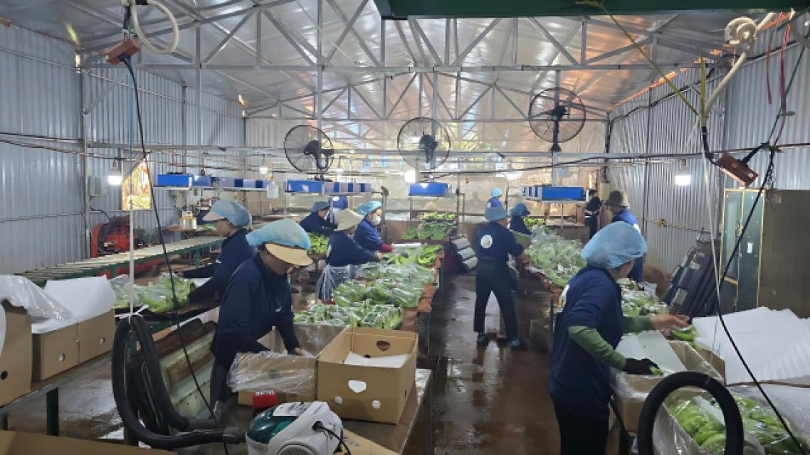 Công nhân phân loại và đóng gói