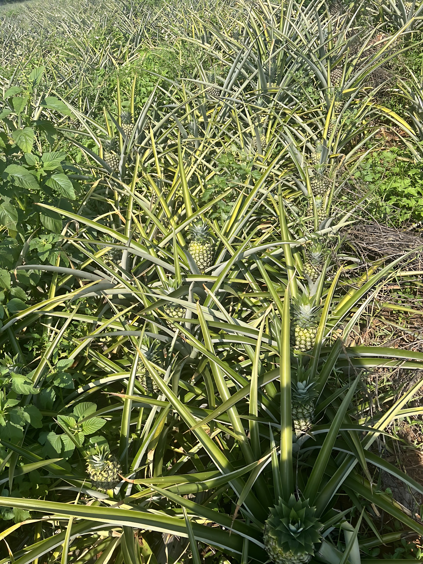 Dứa MD2