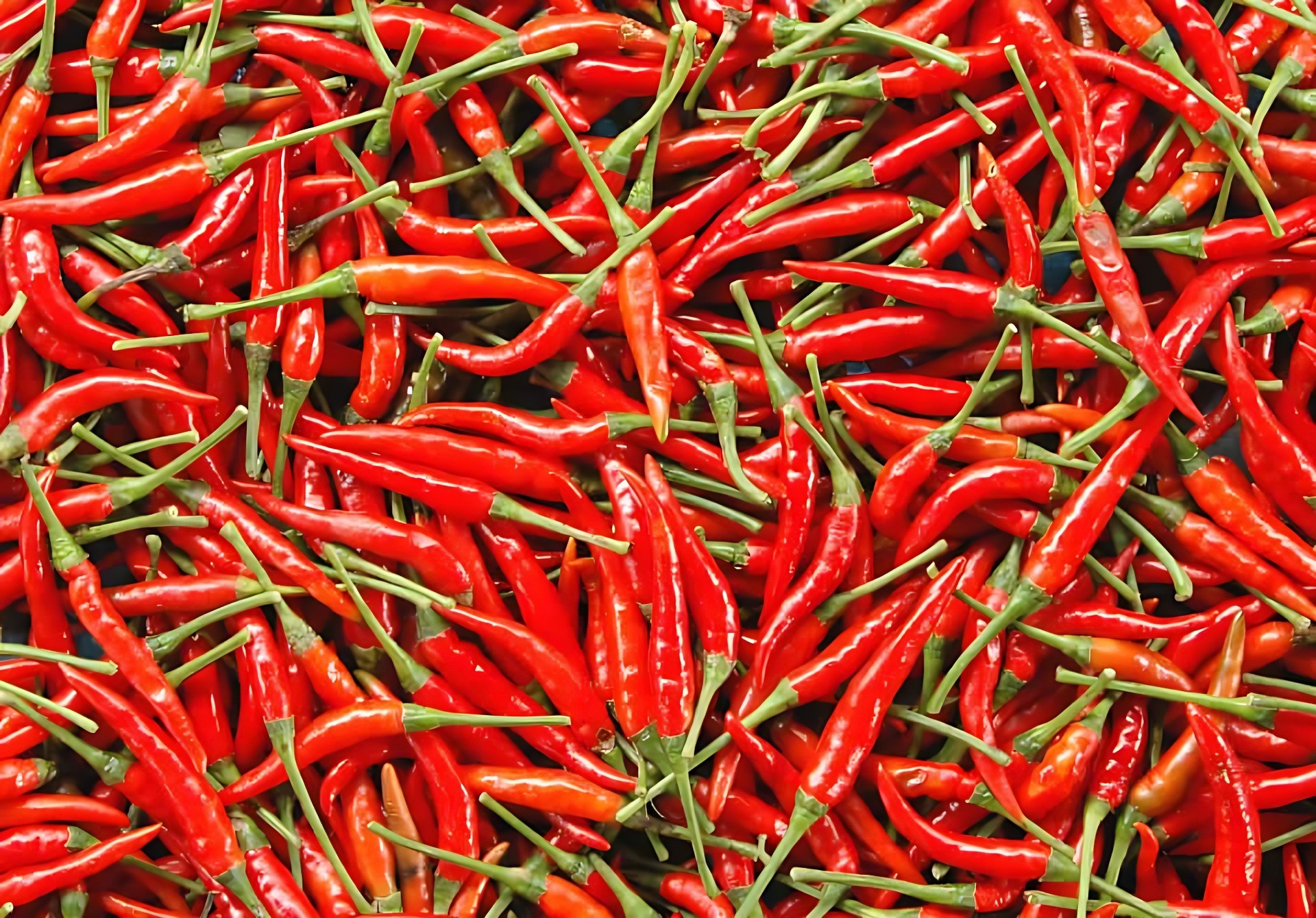 Ớt tươi