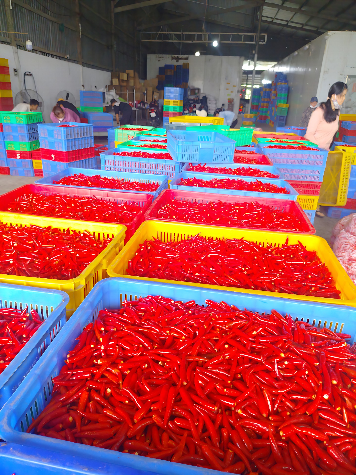 Ớt tươi