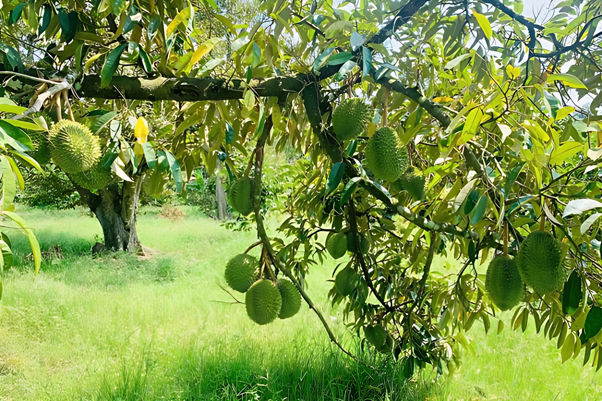 Sầu riêng