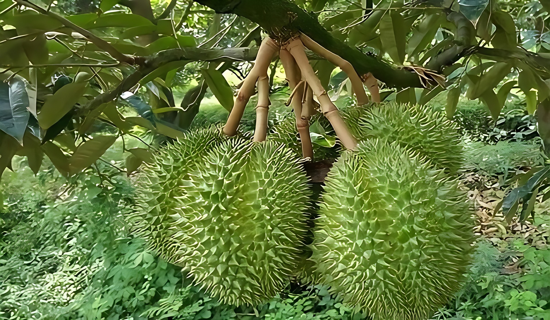 Sầu riêng
