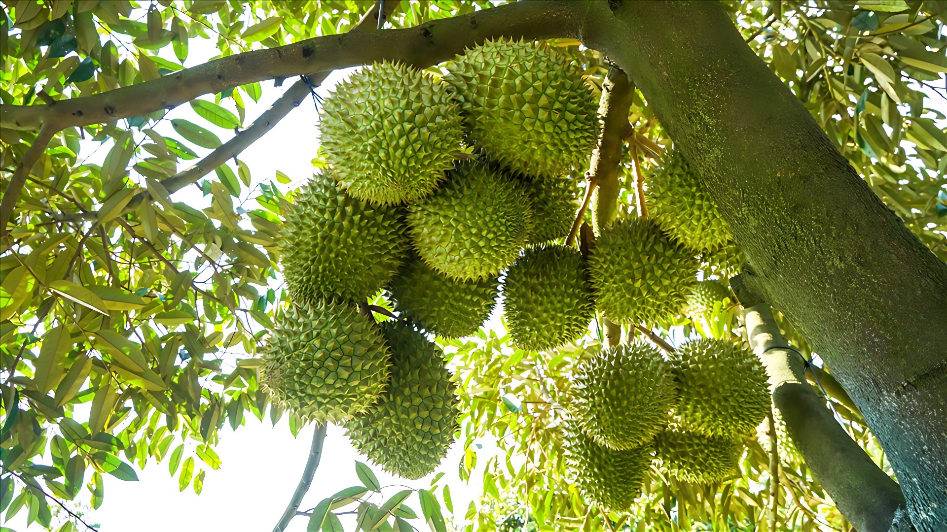 Sầu riêng