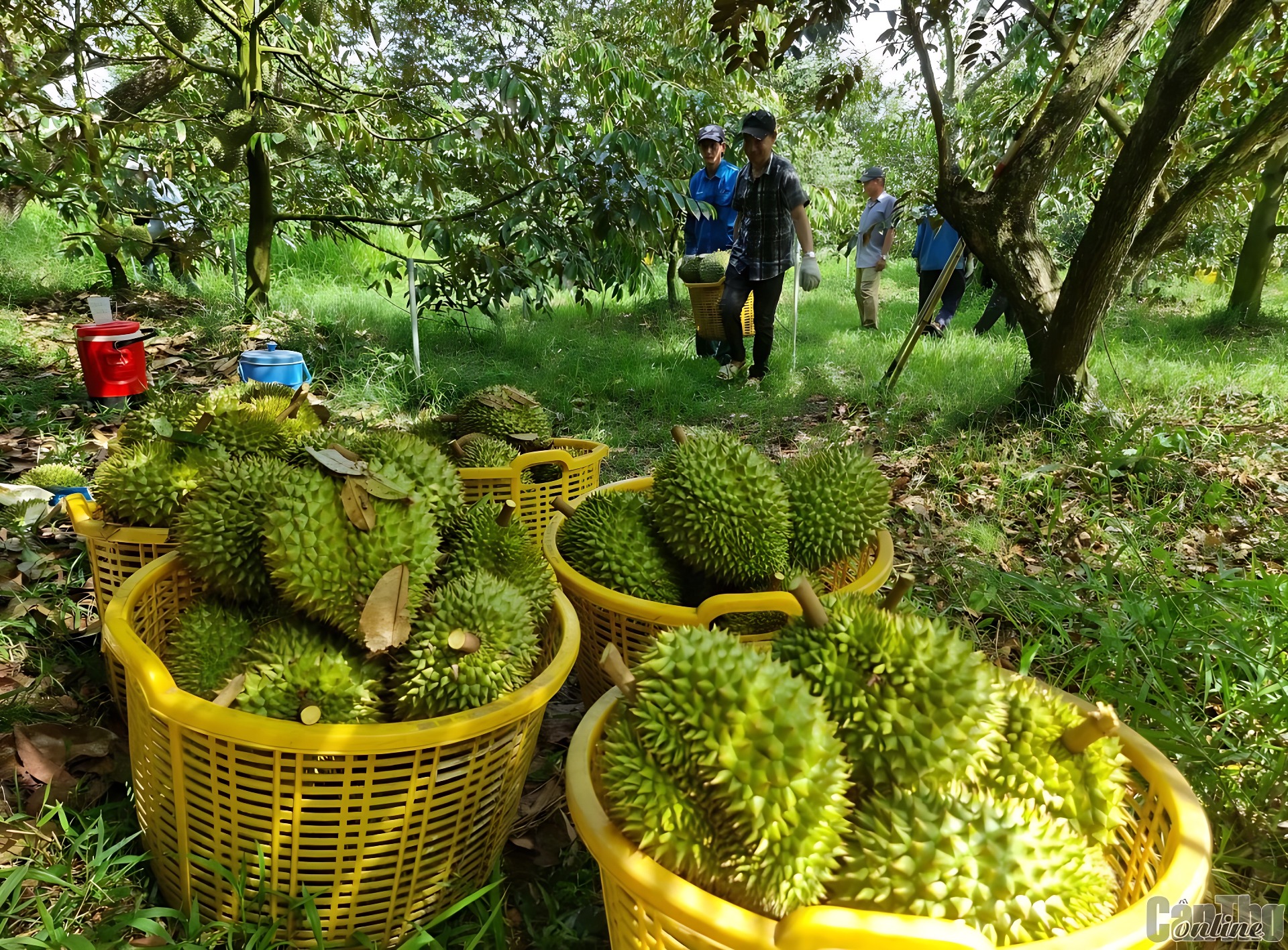 Sầu riêng