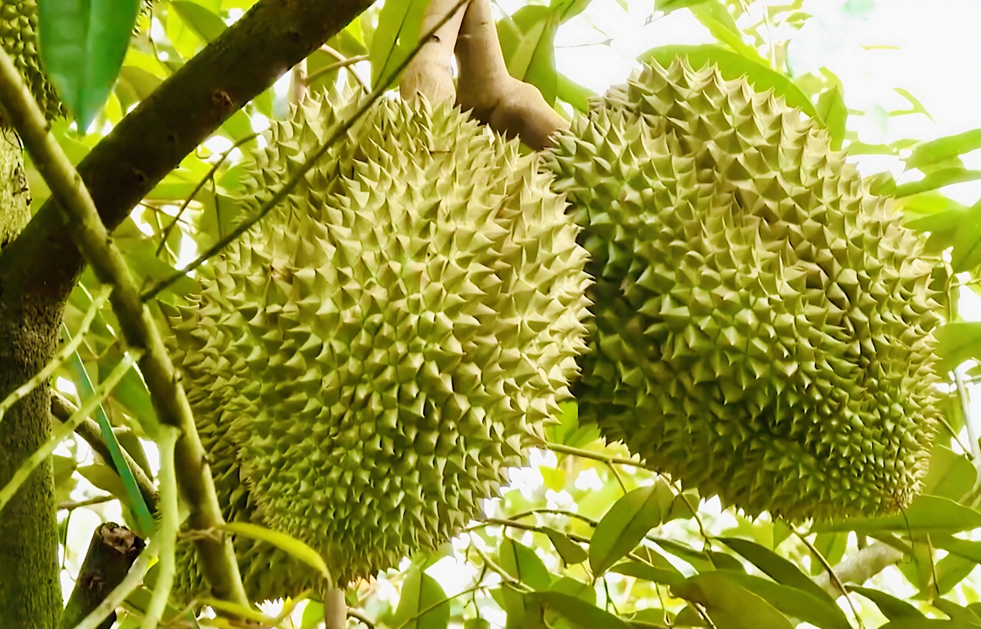 Sầu riêng