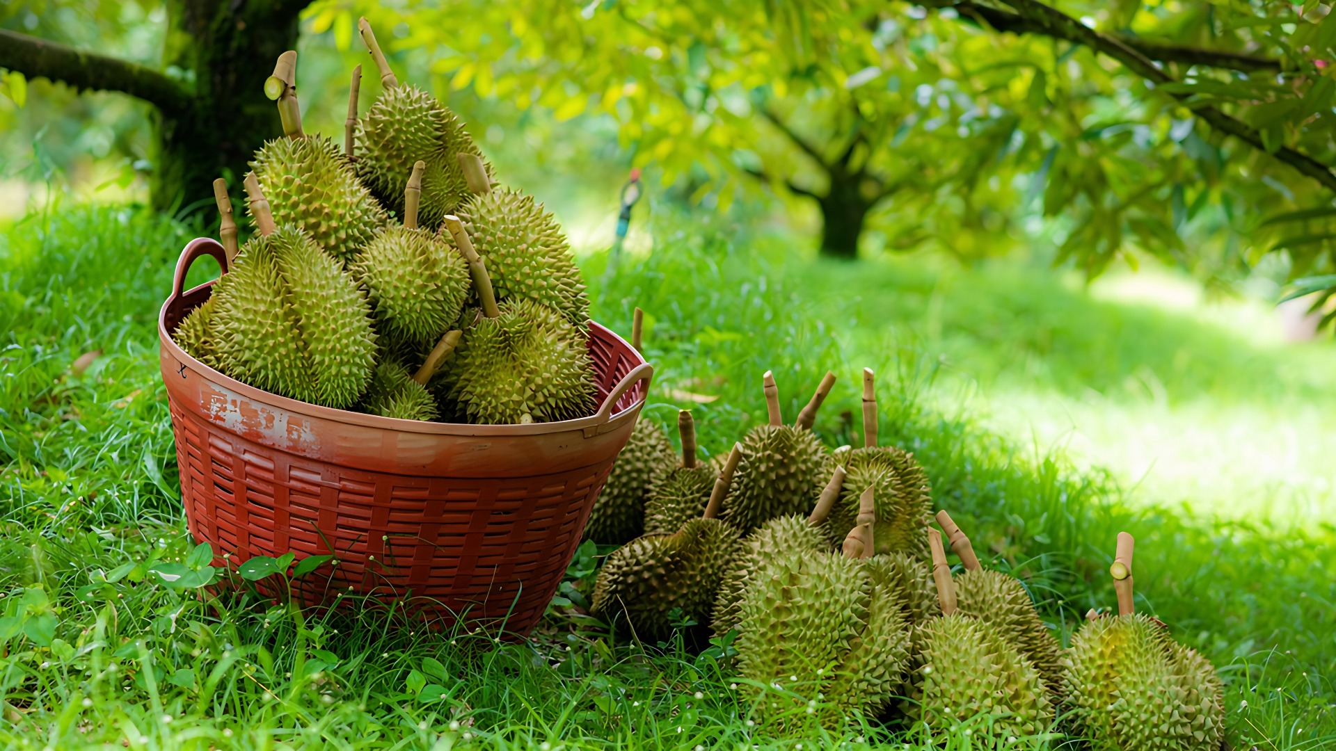 Sầu riêng