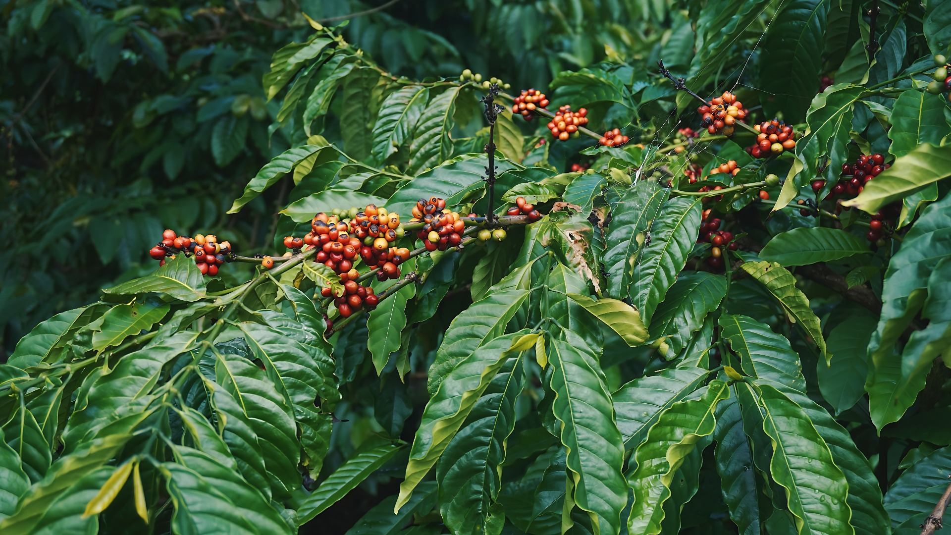 Cà phê Arabica