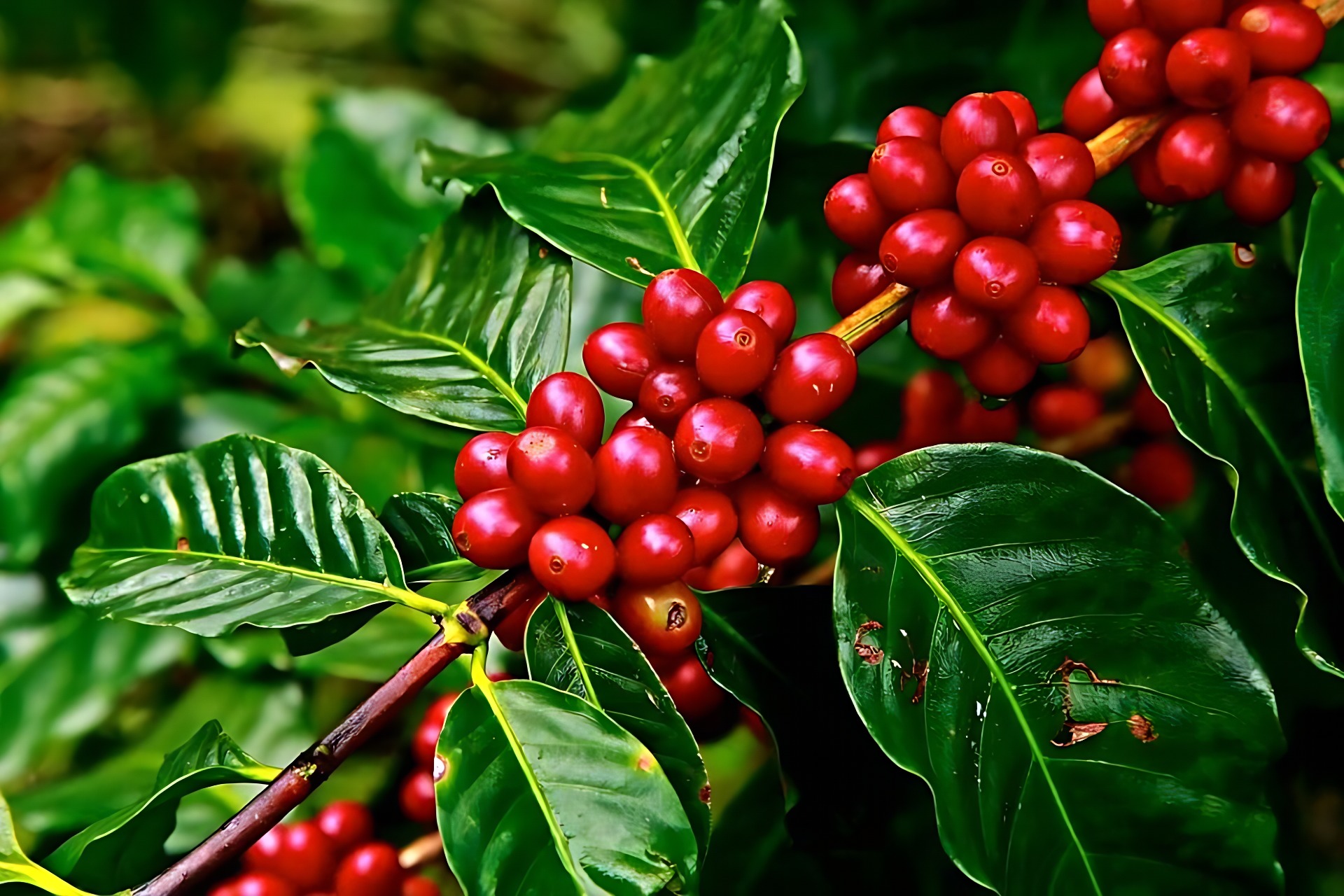 Cà phê Arabica