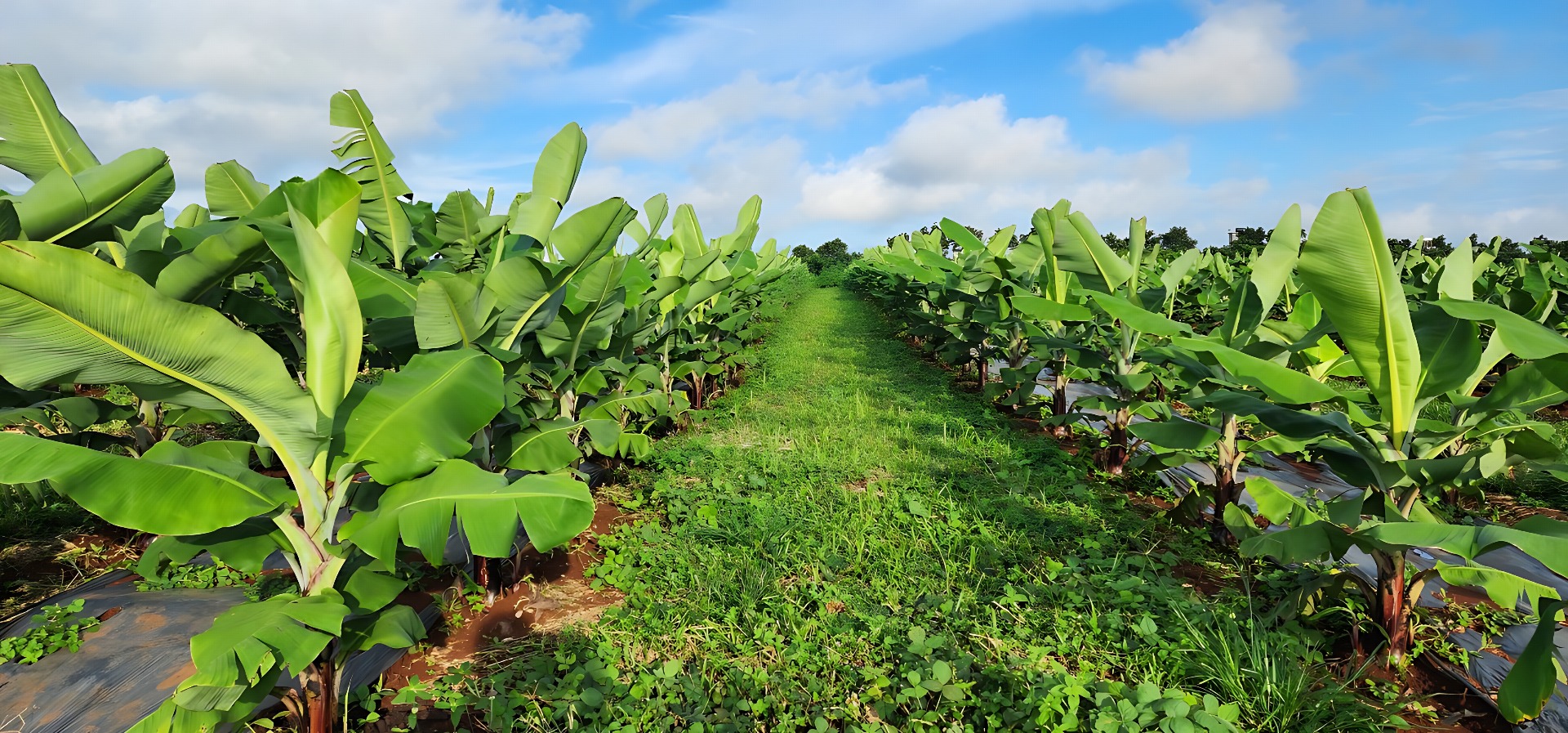 Toàn cảnh nông trại Green Valley Fruits nhìn từ trên cao