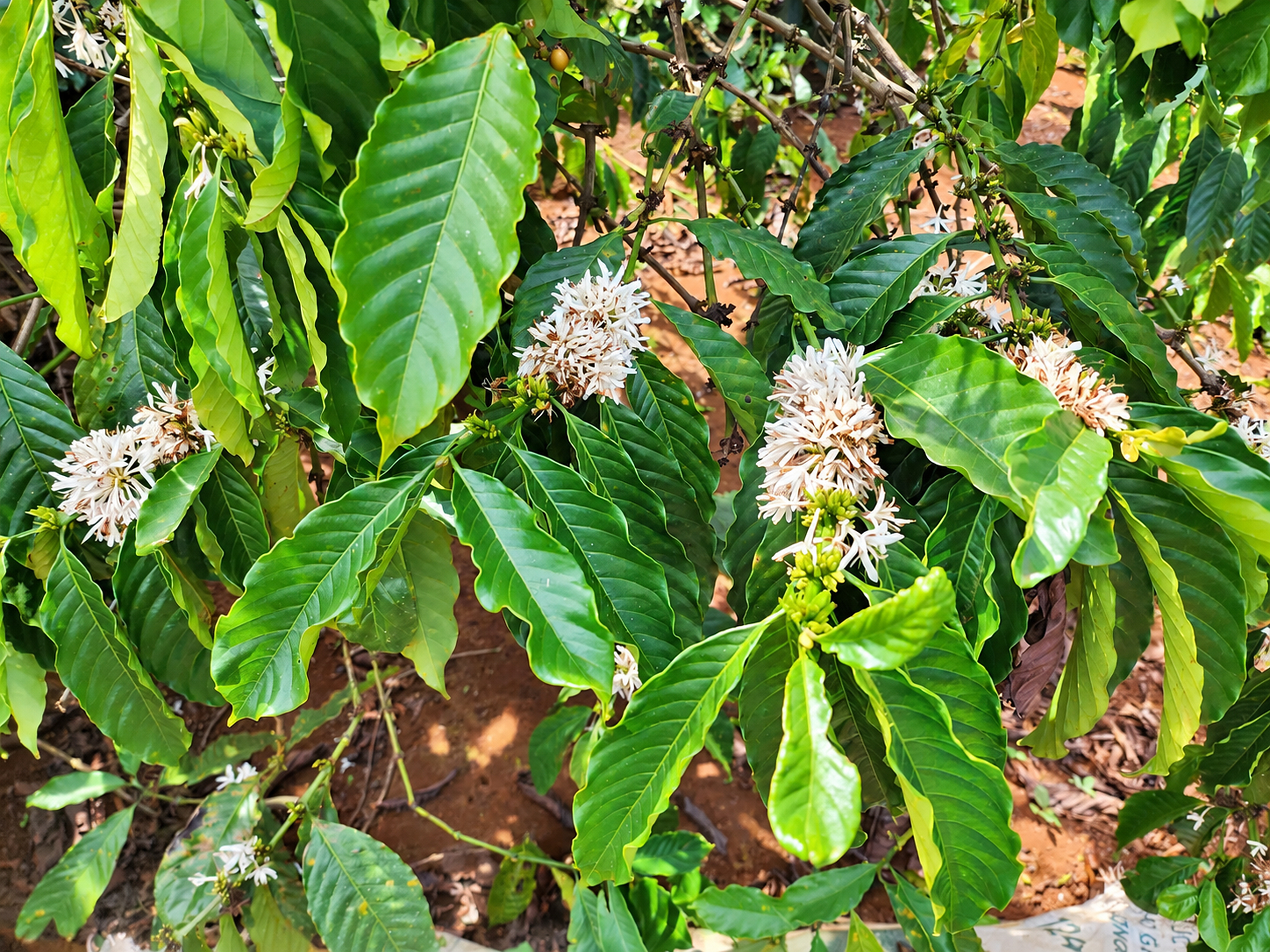 Vườn cà phê Arabica