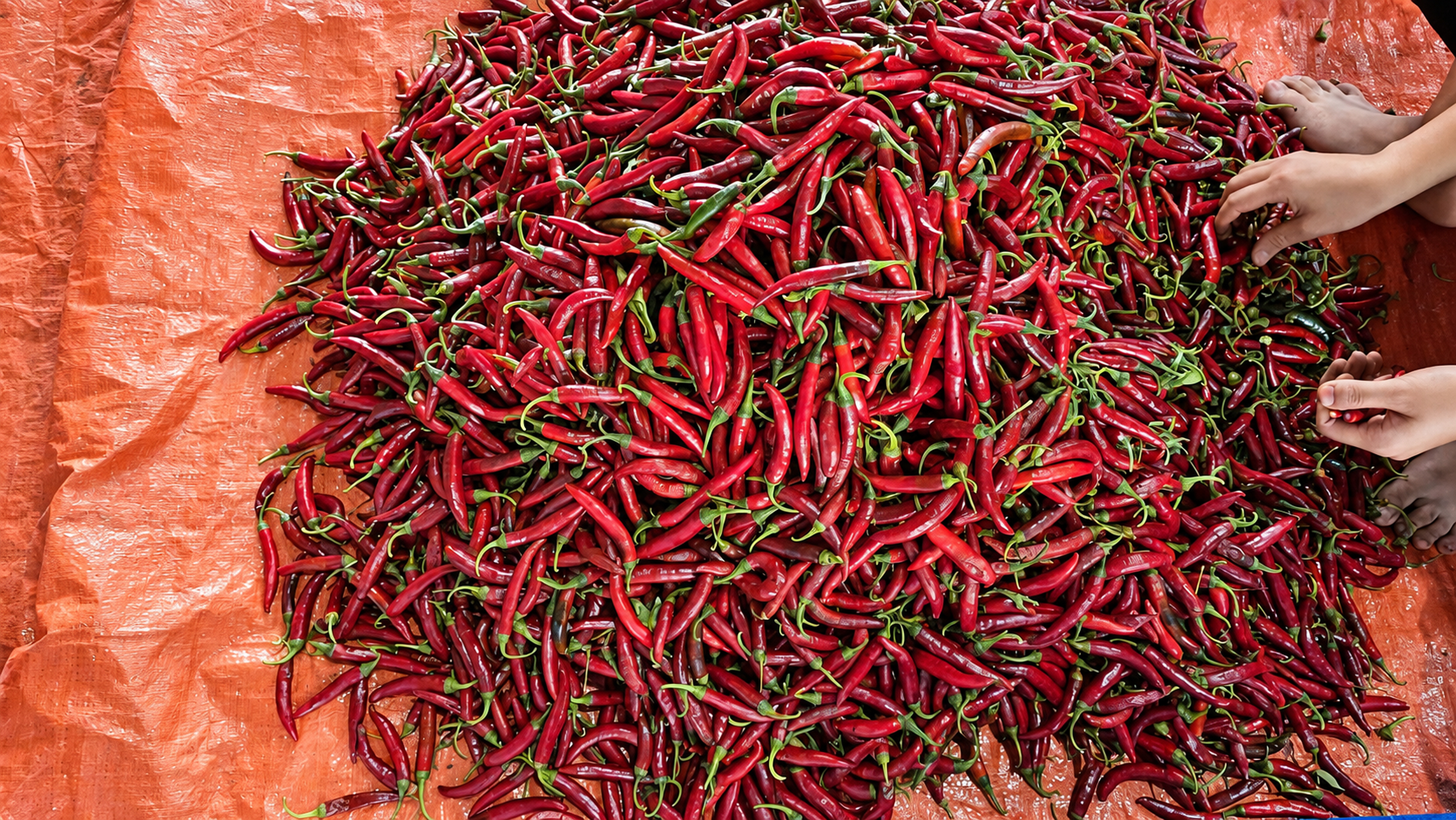 Ớt tươi thu hoạch