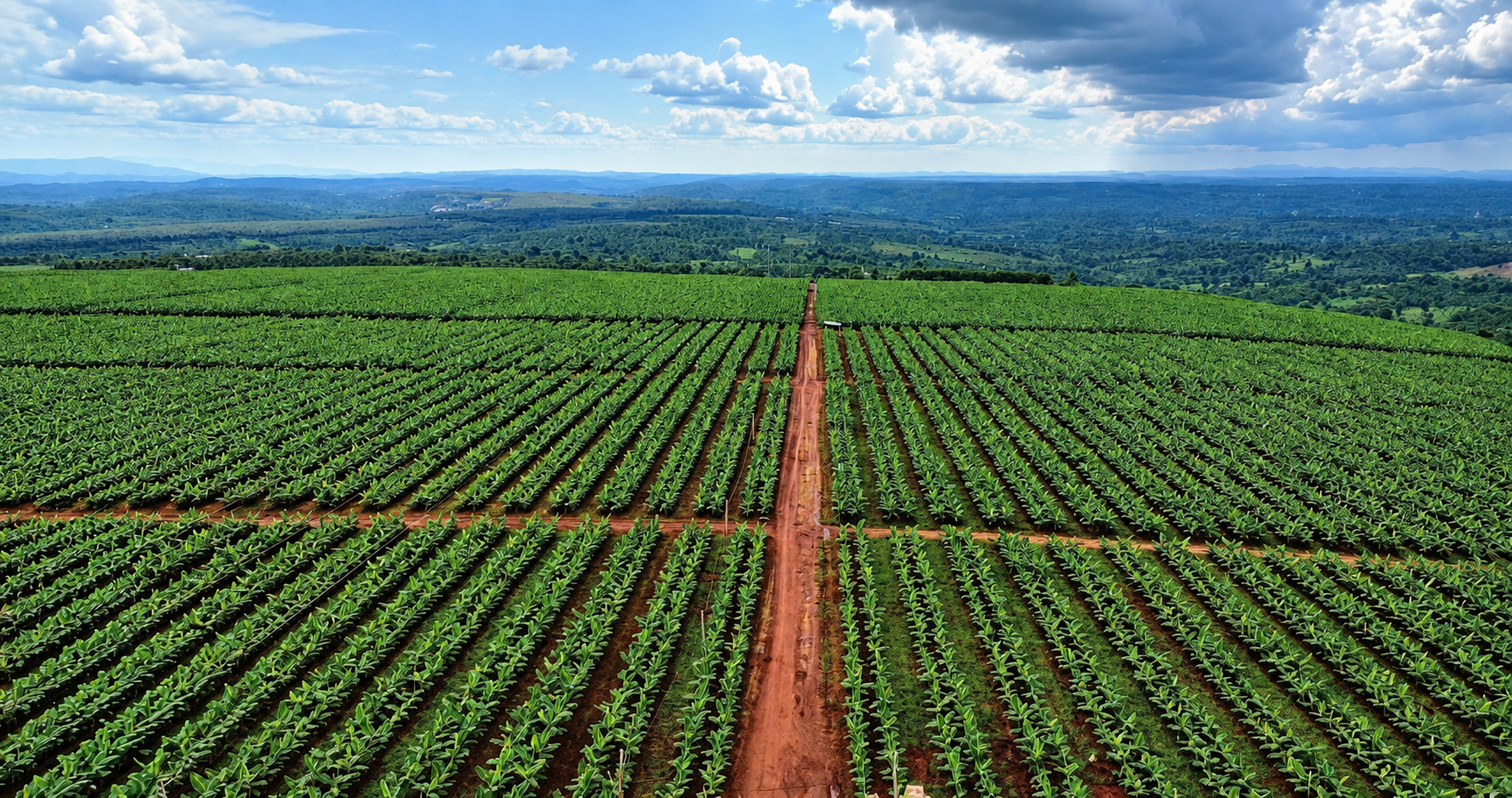 Vùng trồng chuối Green Valley Fruits trải dài trên cao nguyên